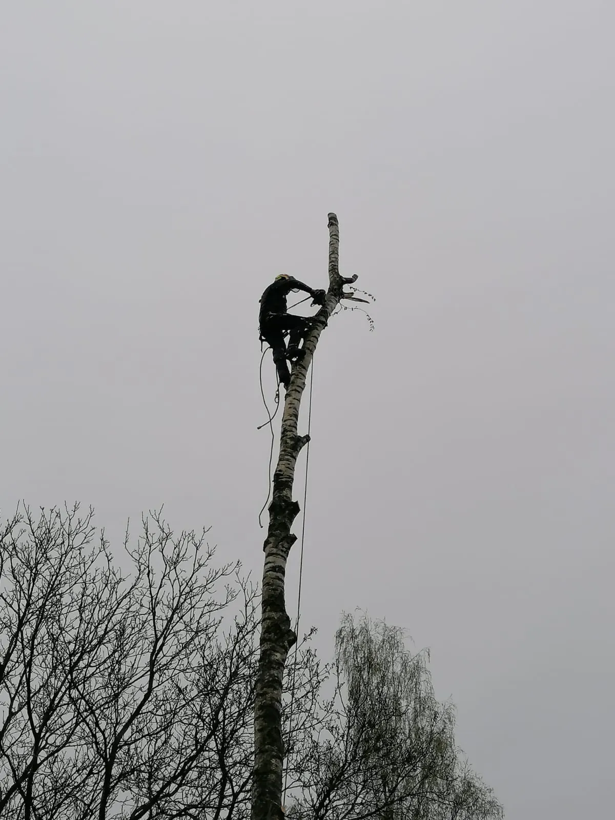 Exploitation forestière - abattage, élagage et bois de chauffage