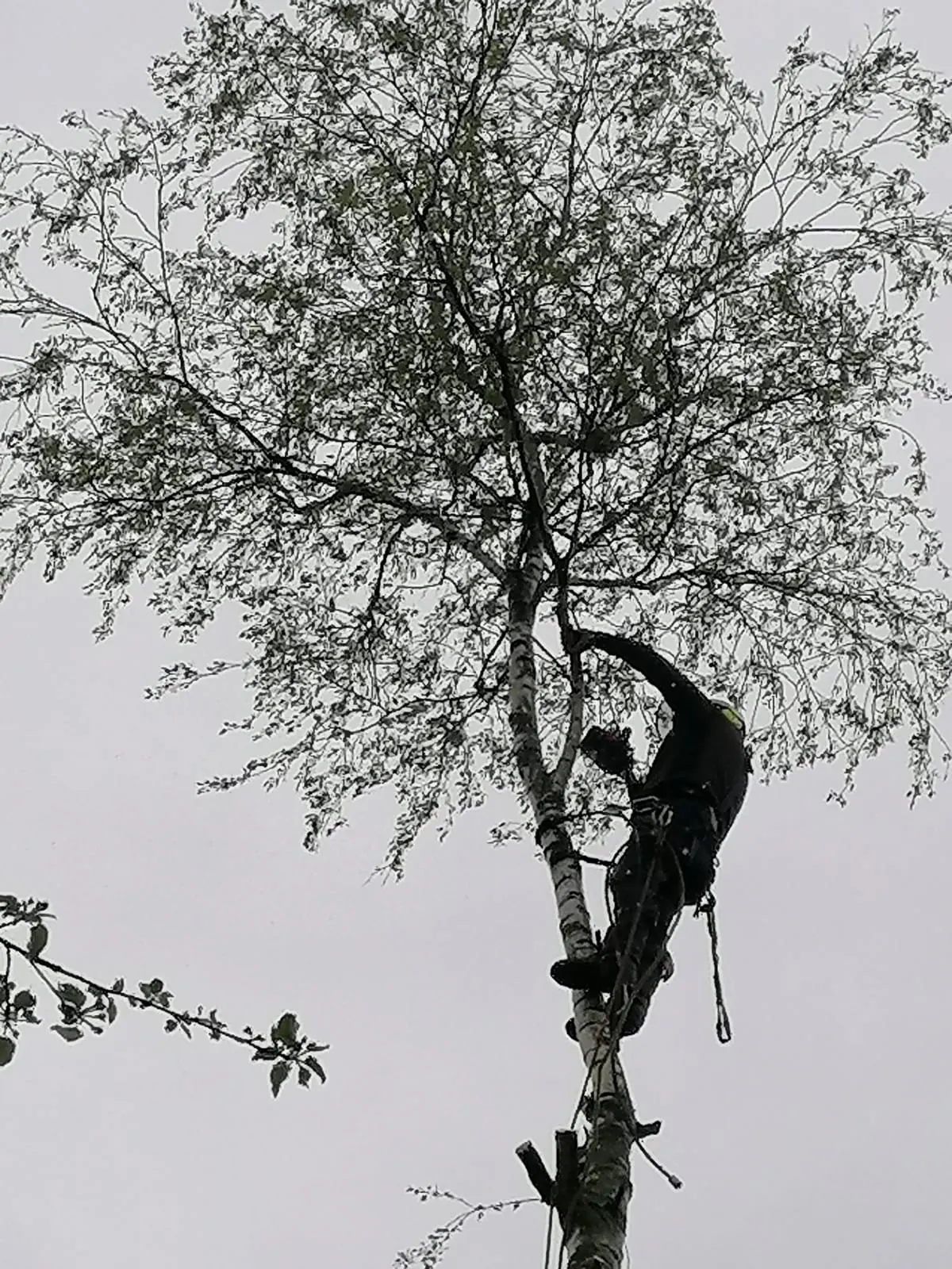 Exploitation forestière - abattage, élagage et bois de chauffage