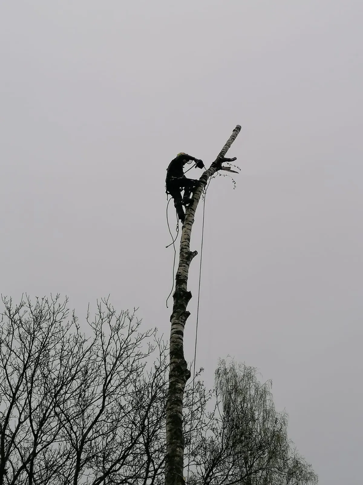 Exploitation forestière - abattage, élagage et bois de chauffage