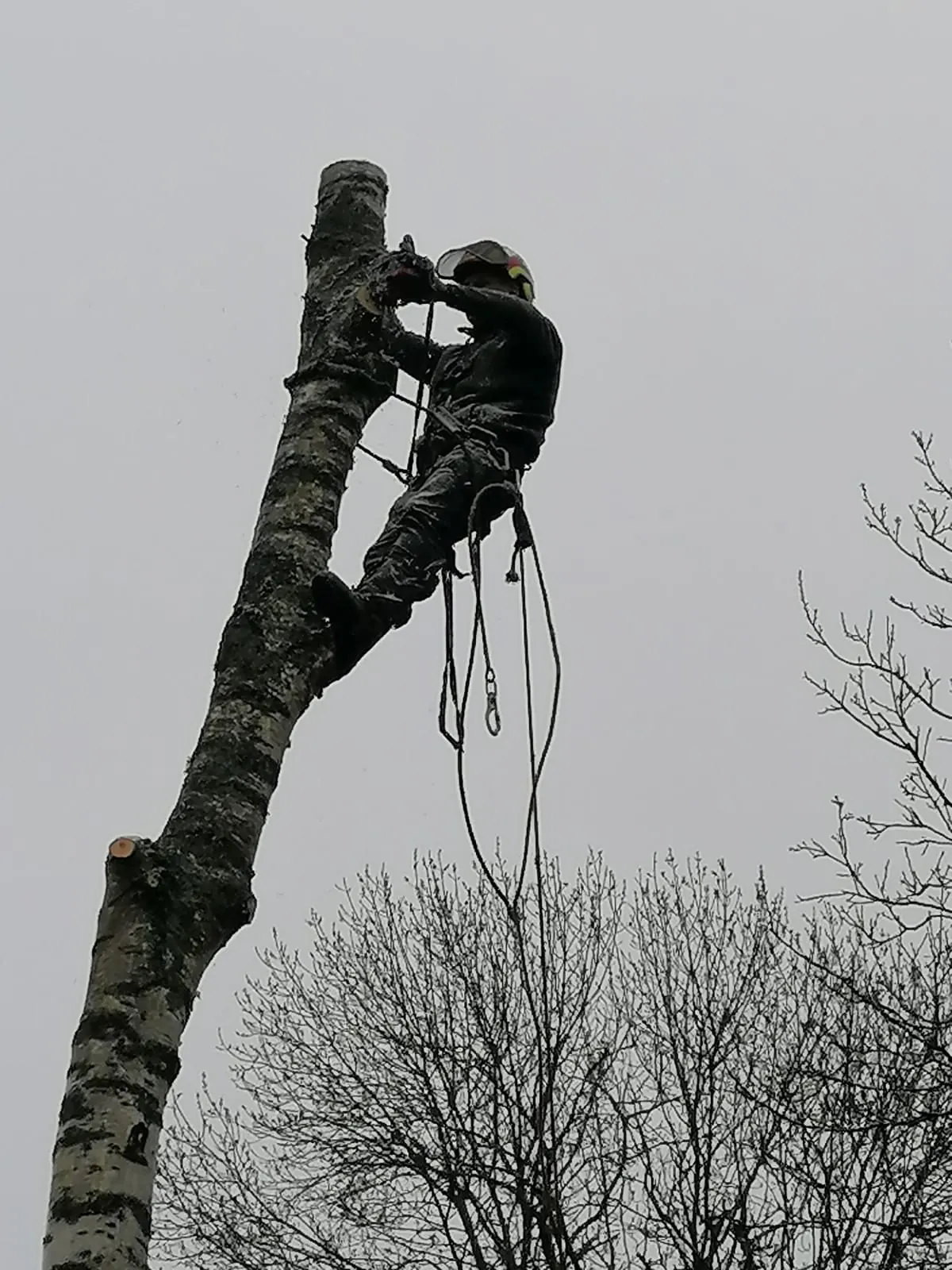 Exploitation forestière - abattage, élagage et bois de chauffage
