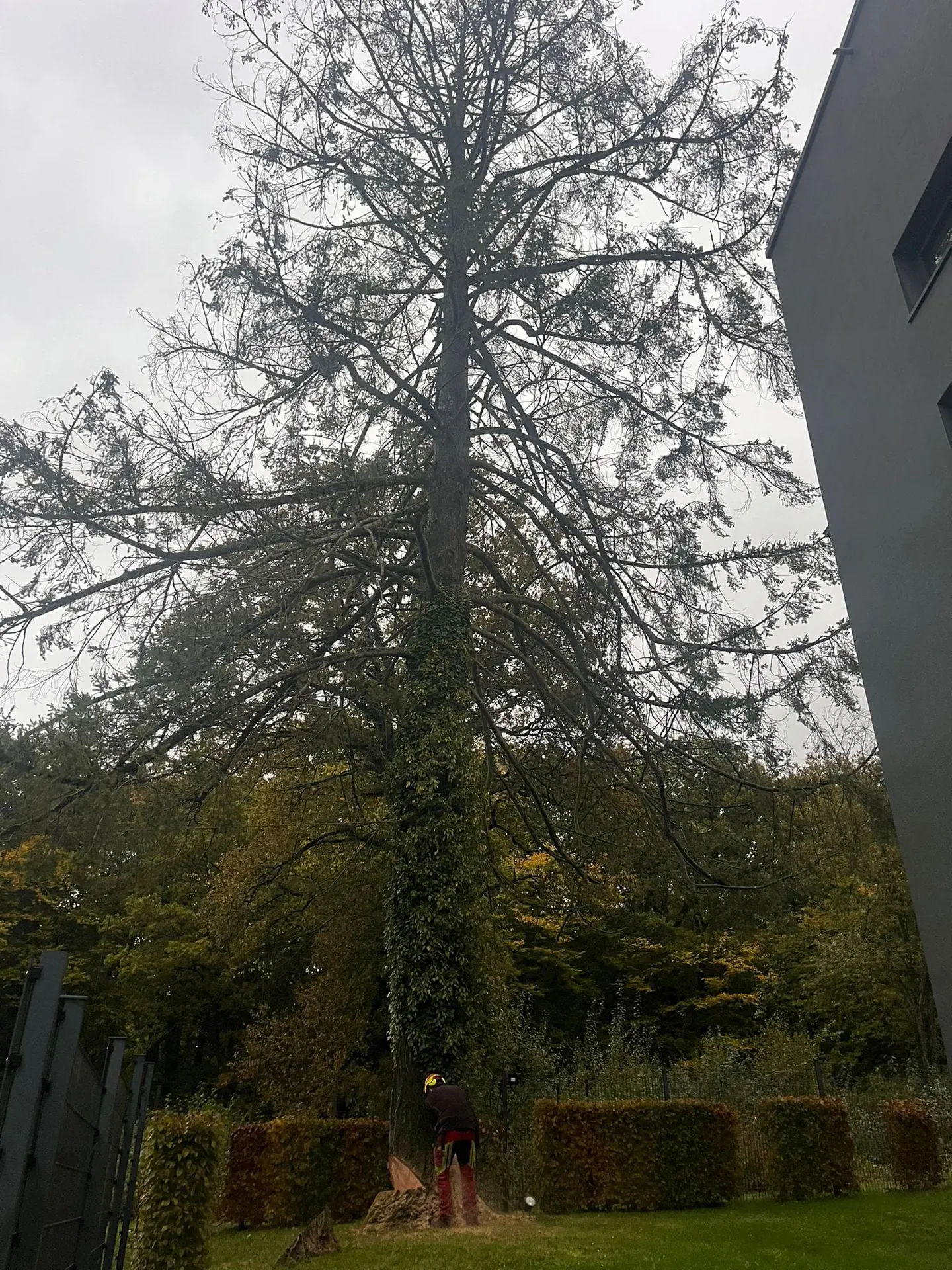 Exploitation forestière - abattage, élagage et bois de chauffage