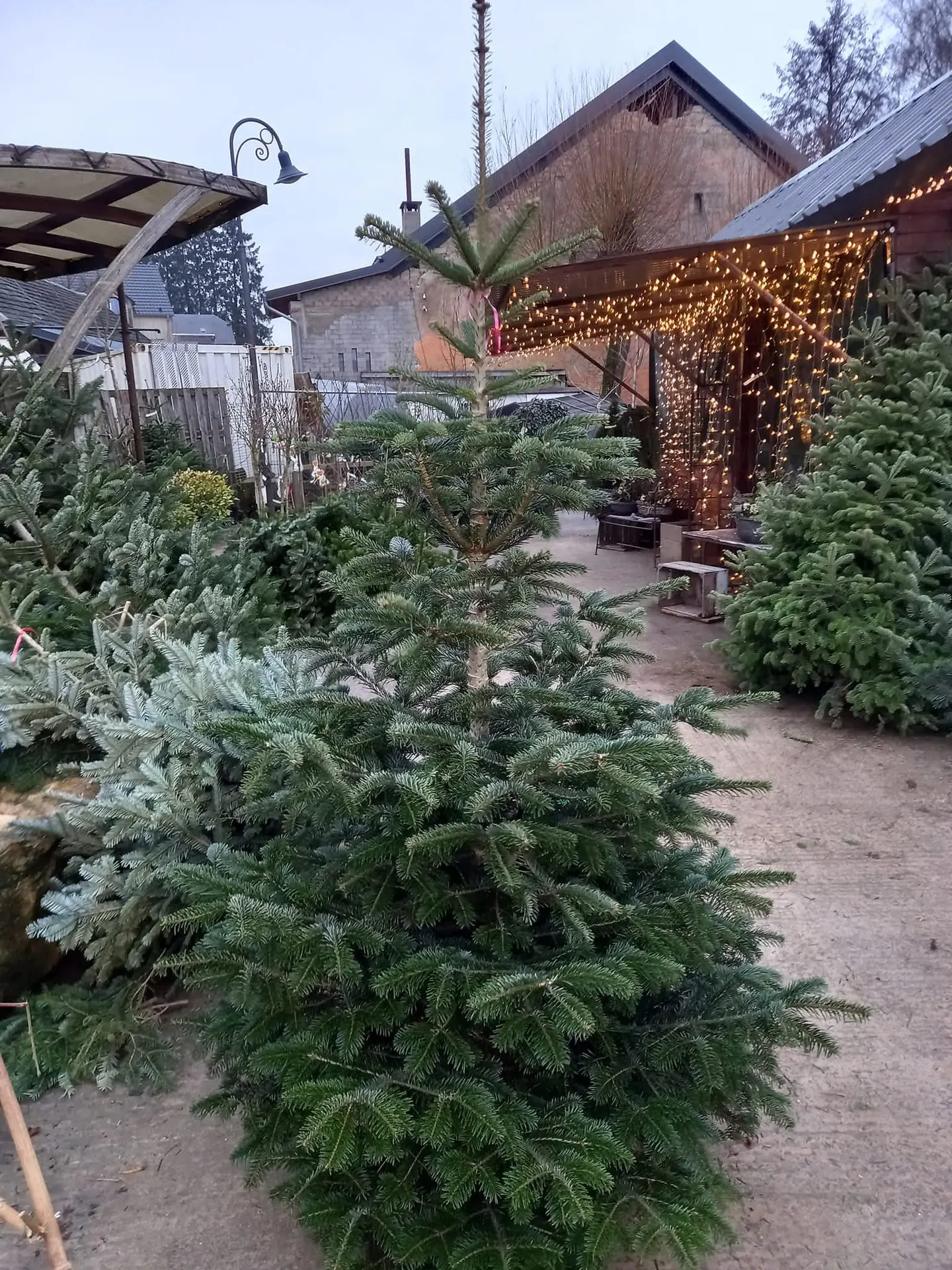 Notre pépinière et magasin de plantes et fleurs à Oberpallen