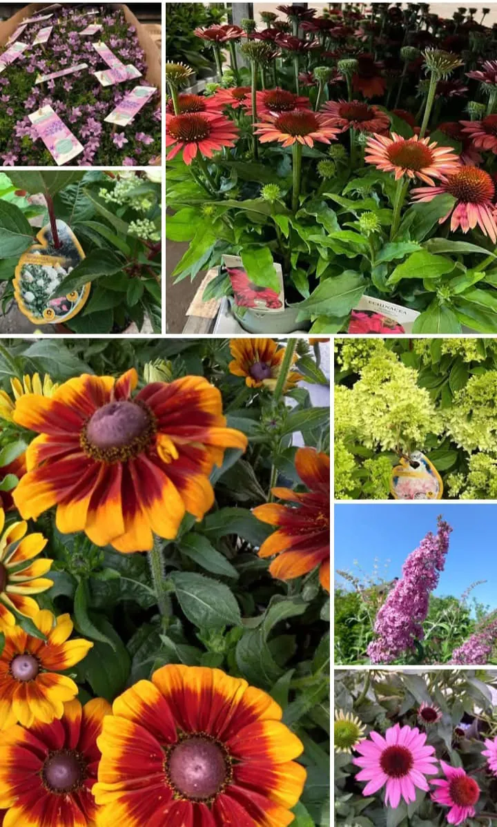Pépinière et magasin Lucien Binsfeld