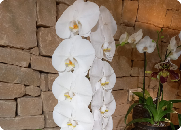 Plantes